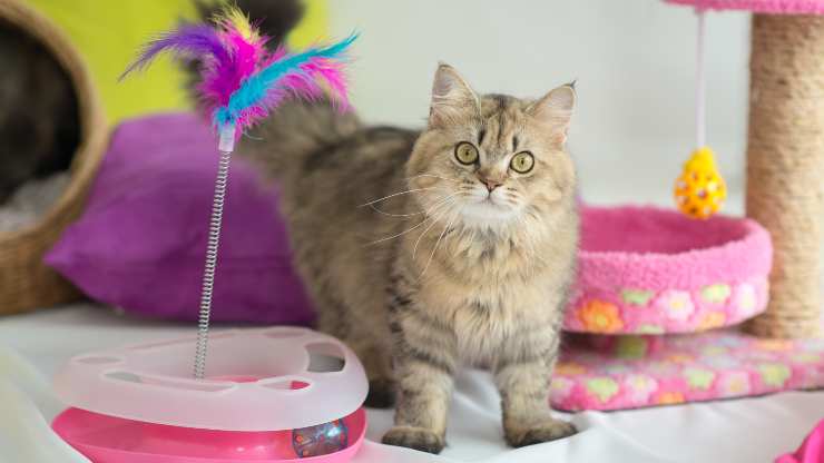 giochi preferiti gatti