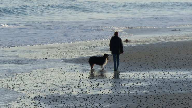 Il grande desiderio di un cane (Foto Pixabay)