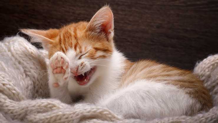  i gatti hanno senso dell umorismo