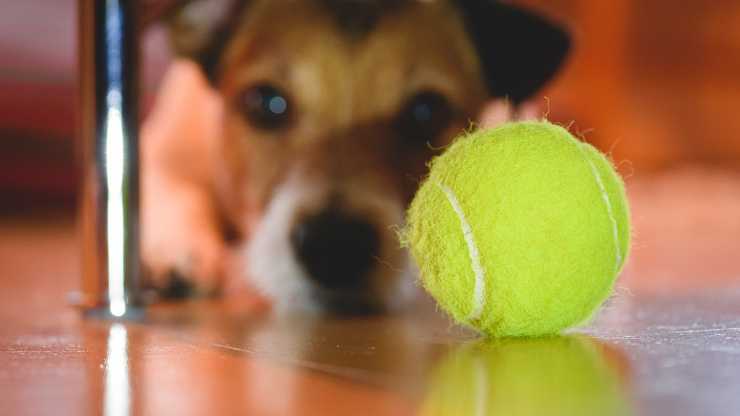 insegnare al cane a cercare cose