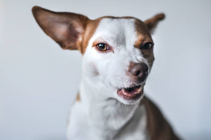 Perché il cane è prepotente con gli estranei