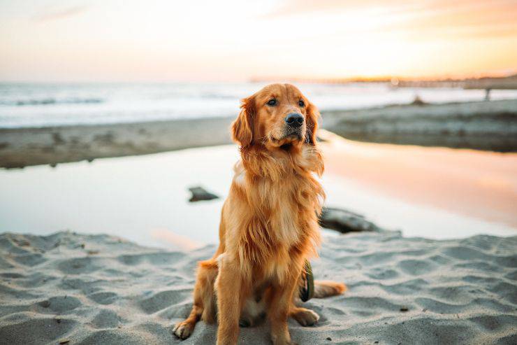 Cani per padroni coraggiosi Cani per padroni coraggiosi