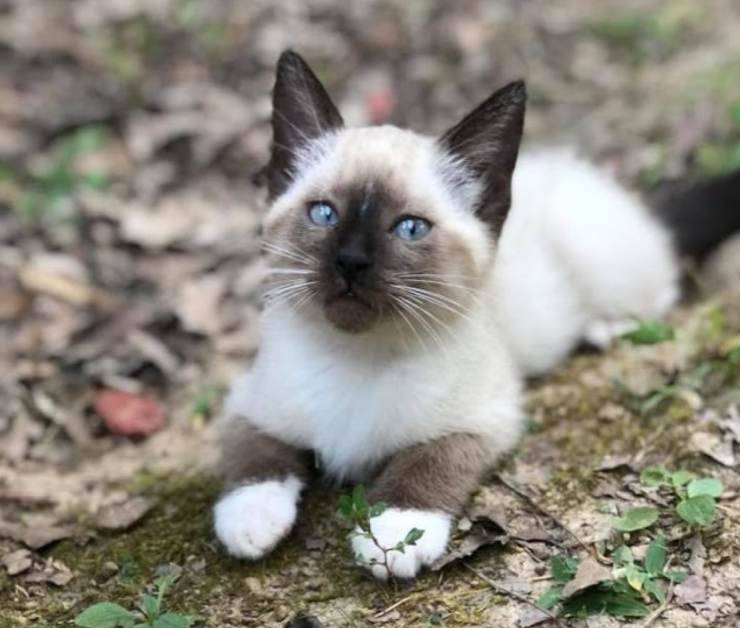 gatto cade auto
