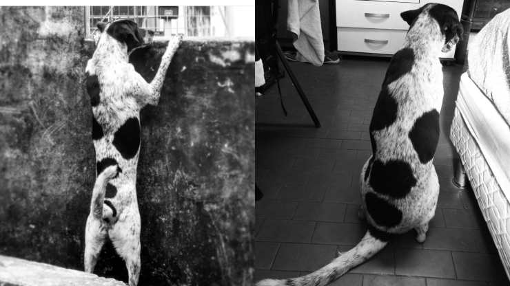 ritrova cane smarrito accorge impostore