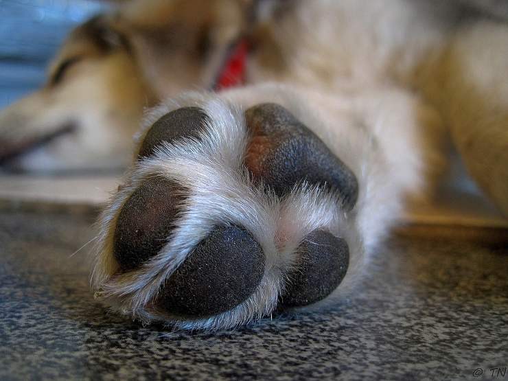 cane fugge canile torna casa