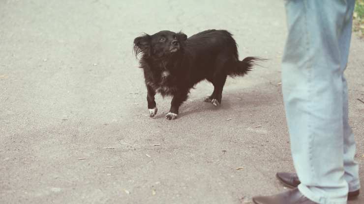 perché cane non è affettuoso
