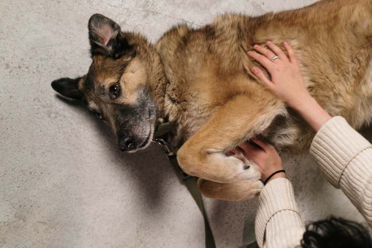 Esemplari canini per padroni esperti