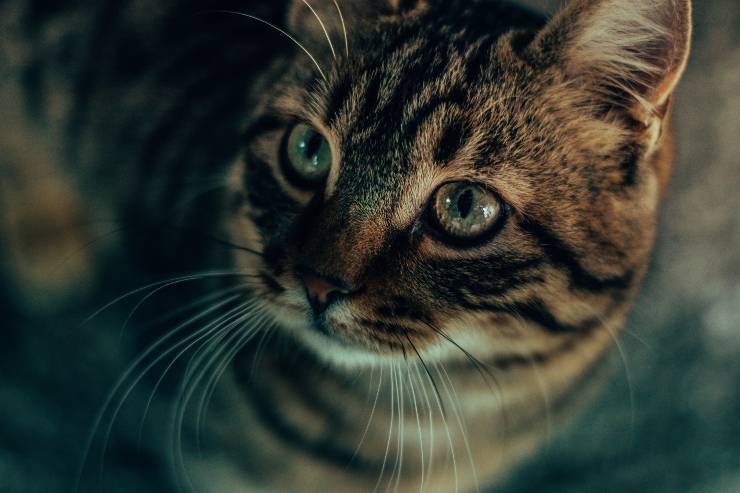 Il micio capisce le persone cattive