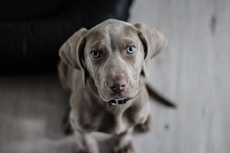 Le razze di cani per proprietari coraggiosi