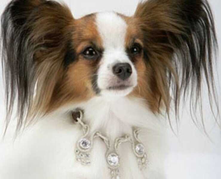 collare-personalizzato-cane-(1)_optimized