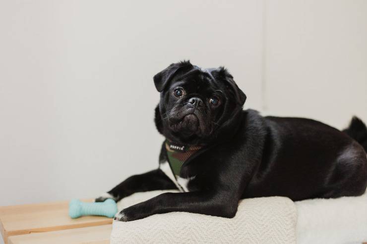 Abituare il cane adulto a dormire da solo