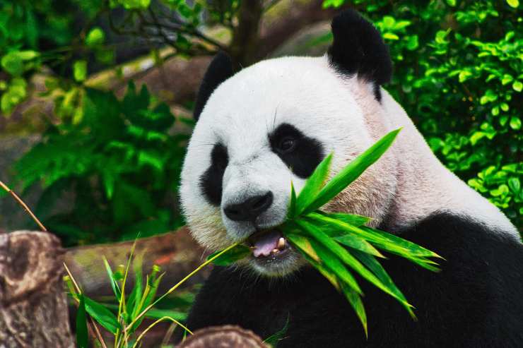 Perché il panda mangia i bambù Perché il panda mangia i bambù