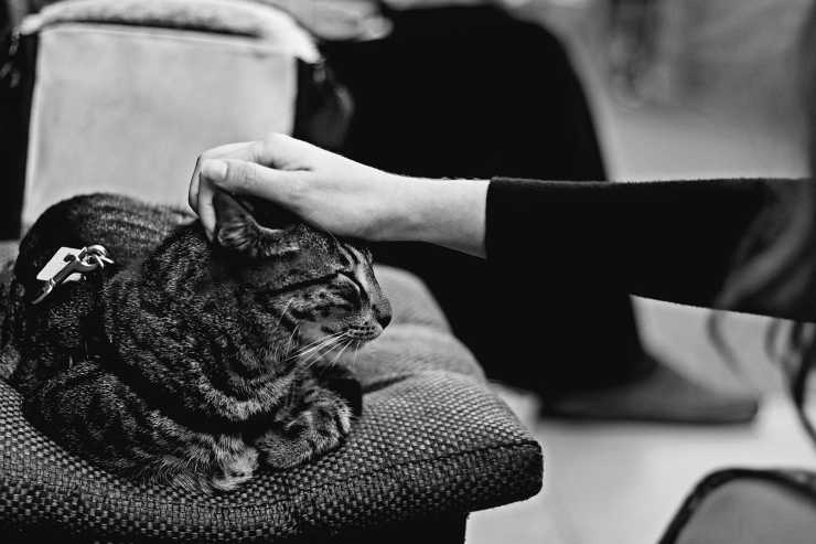 Bisogno di carezze e di coccole (Foto Pixabay)