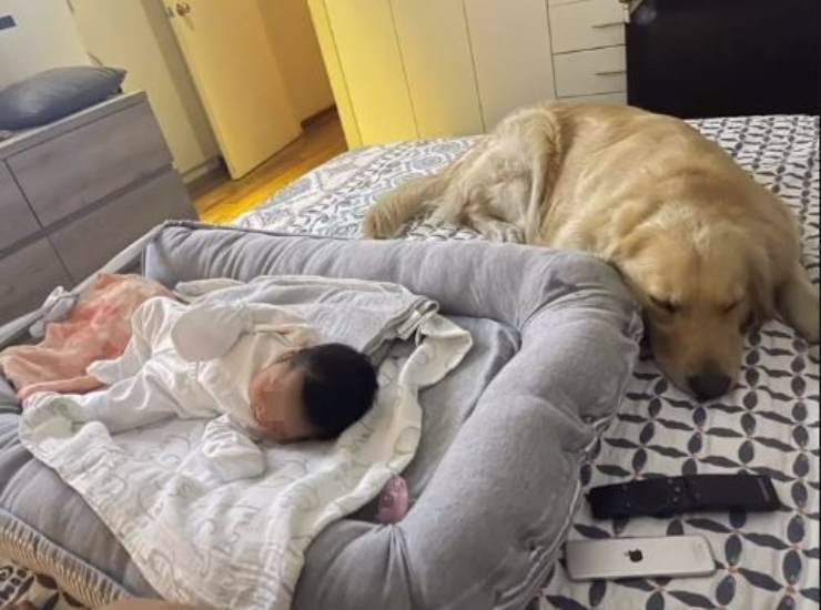 bimba non lancia palla giocare cagnolina