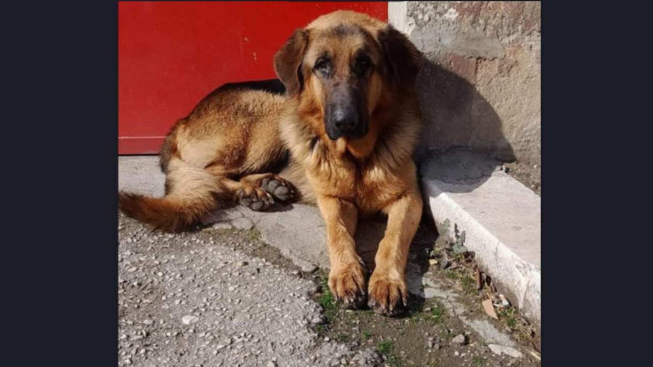 cane abbandonato ferito rimuovere microchip