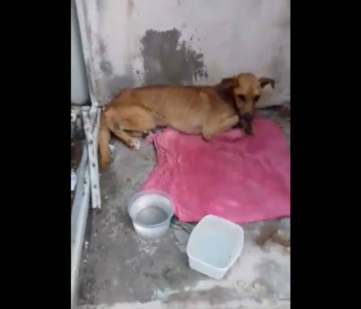 cagnolino abbandonato zampe fratturate