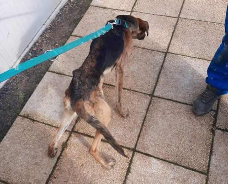 cane costretto indossare costantemente museruola