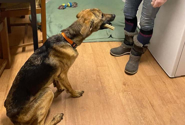 cane costretto indossare costantemente museruola