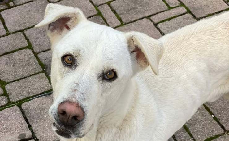 cane malinconico (Foto Facebook)