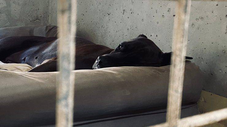 cane canile presunto maltrattamento