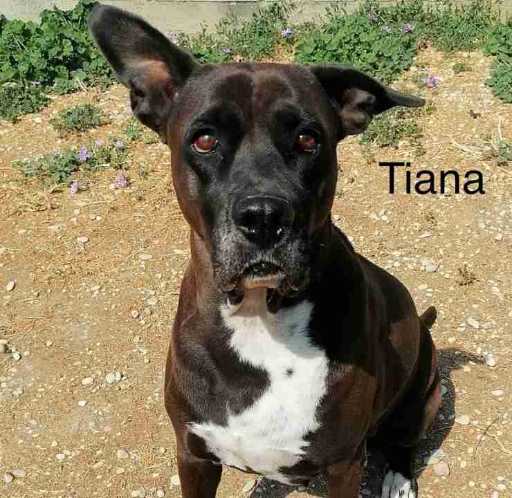 cane tiana