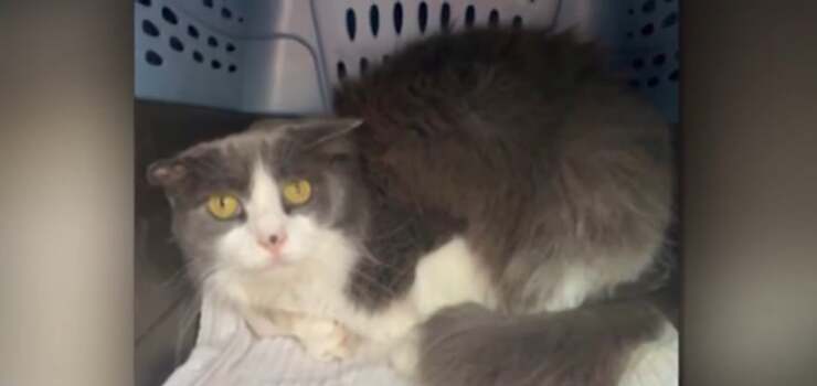 Gatto precipita dal terzo piano e sparisce nel nulla per 6 anni (Screen Video)