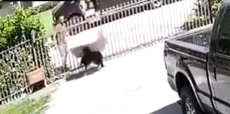 Corriere scaraventa il pacco pesante addosso al cane nel giardino (Screen Video)