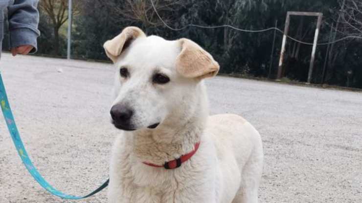 Cane in attesa di adozione (Foto Facebook)
