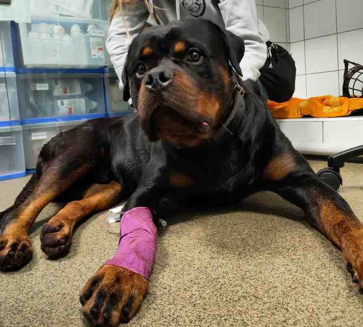 cane trovato sotto shock maltrattamenti padrone