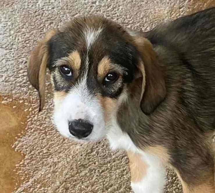 scrivono canile rinunciare adozione cucciolo