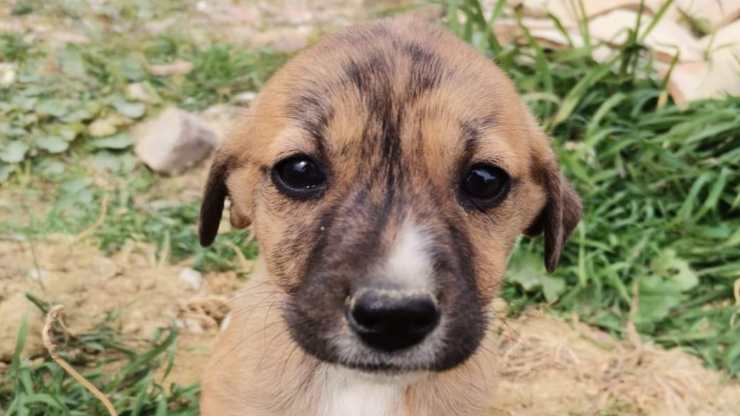 La cucciola in cerca di adozione (Foto Facebook)