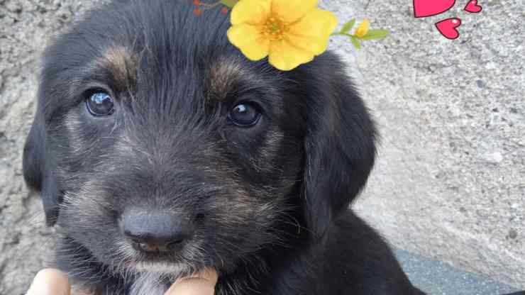 Uno dei cagnolini in cerca di adozione (Foto Facebook)
