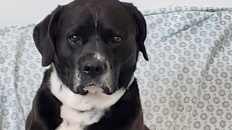 Il cane in primo piano (Foto Facebook)