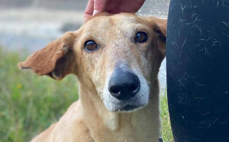 La cagnolina in cerca di famiglia (Foto Facebook)