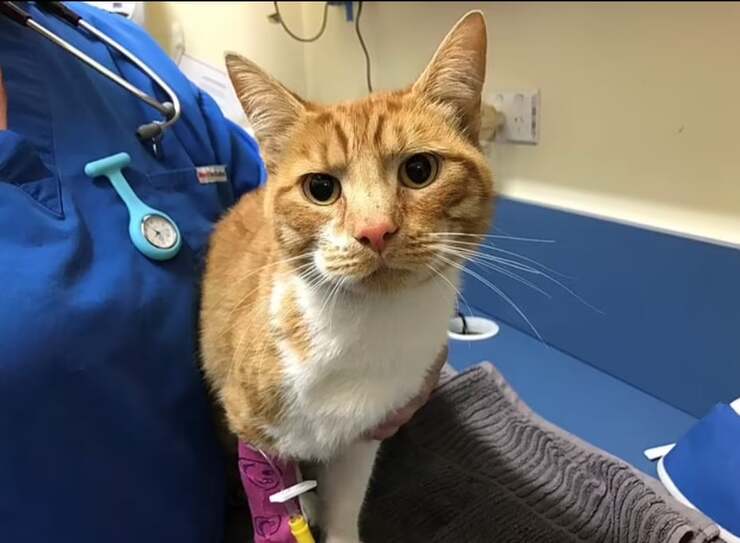 Gatto intrappolato in una tagliola sull'albero per giorni perde la zampa 