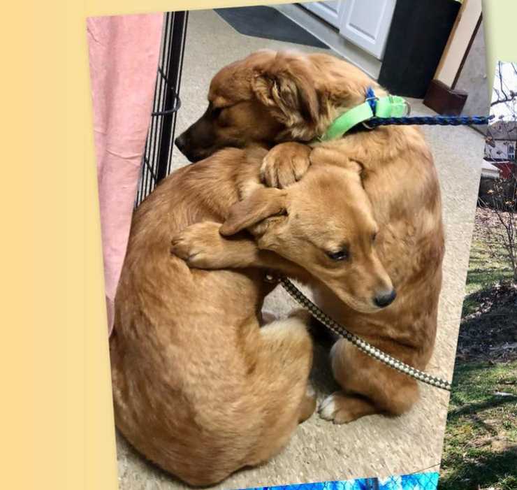 cuccioli abbracciano spaventati umani