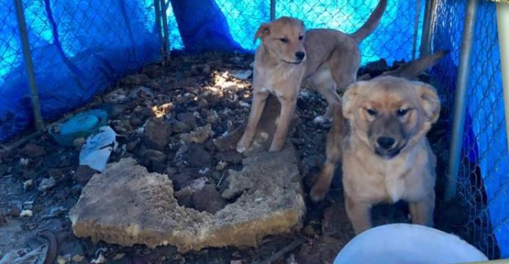 due cagnolini abbracciano assenza mamma 
