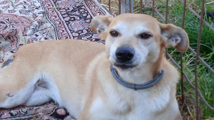 La cagnolina disabile (foto Facebook)