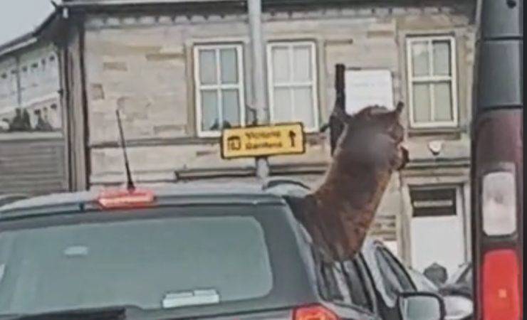 strano animale in auto tik tok