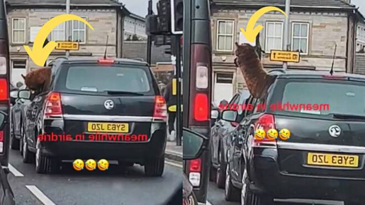 alpaca nell'auto