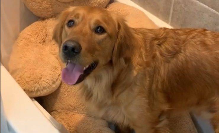 video cane primo ballo matrimonio