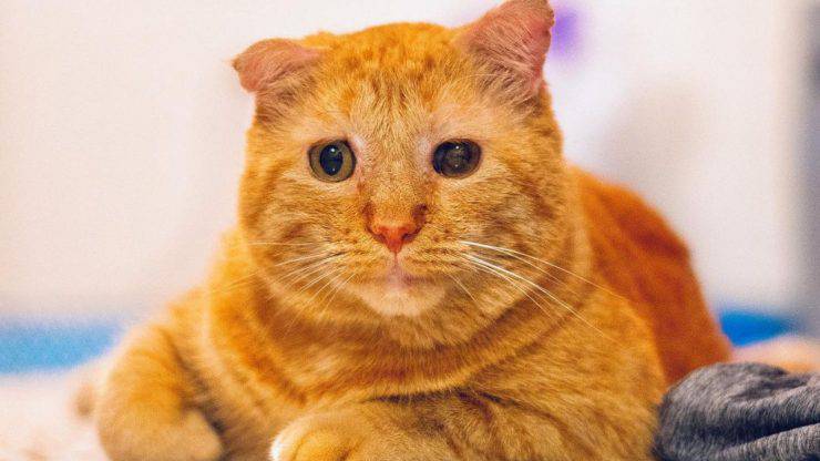 gatto adottato