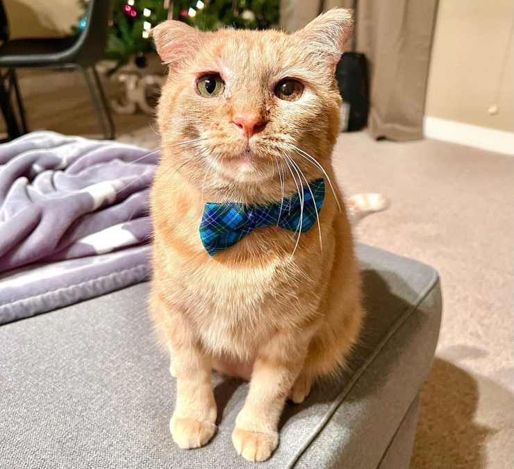 gatto occhi tristi trova casa