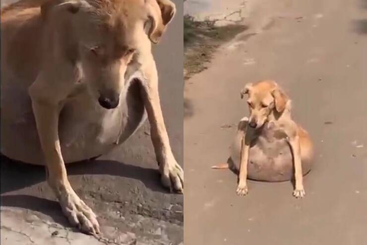 Cagnolina 10 litri liquido addome (Screen video)