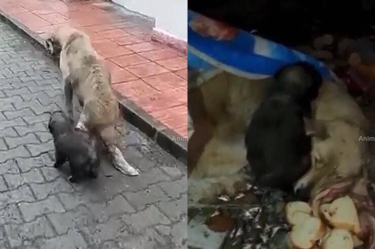 Cagnolina protegge i suoi cuccioli (Screen video)