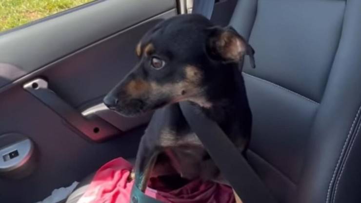 cagnolina salvata dalla strada