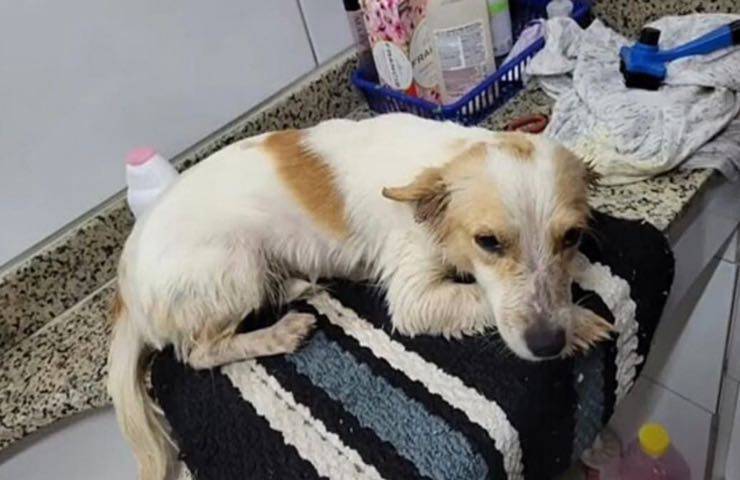cane abbandonato strada soccorso nuova famiglia video