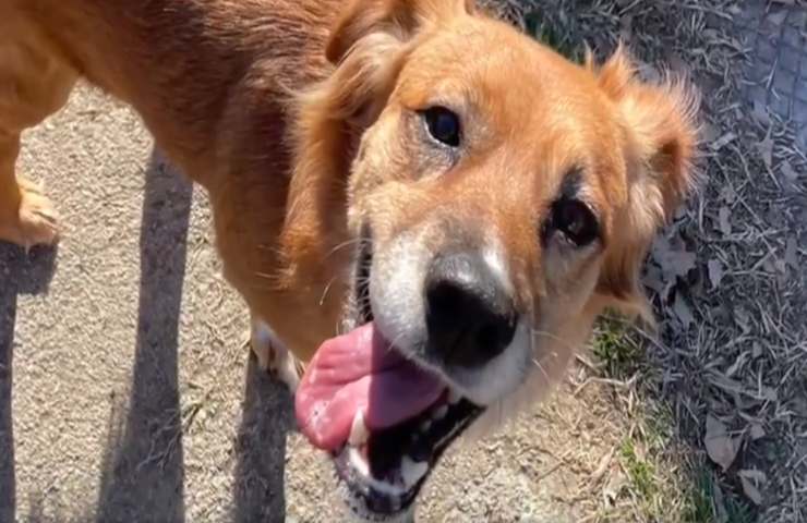 cane legato barca Sicilia nuova vita
