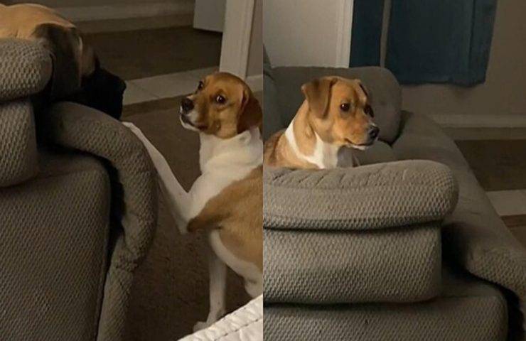 animali discutono posto divano tiktok