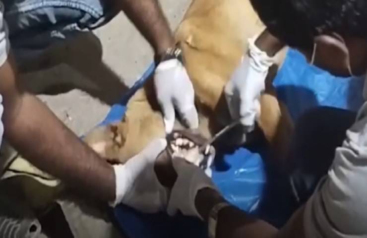 cane randagio osso incastrato bocca video